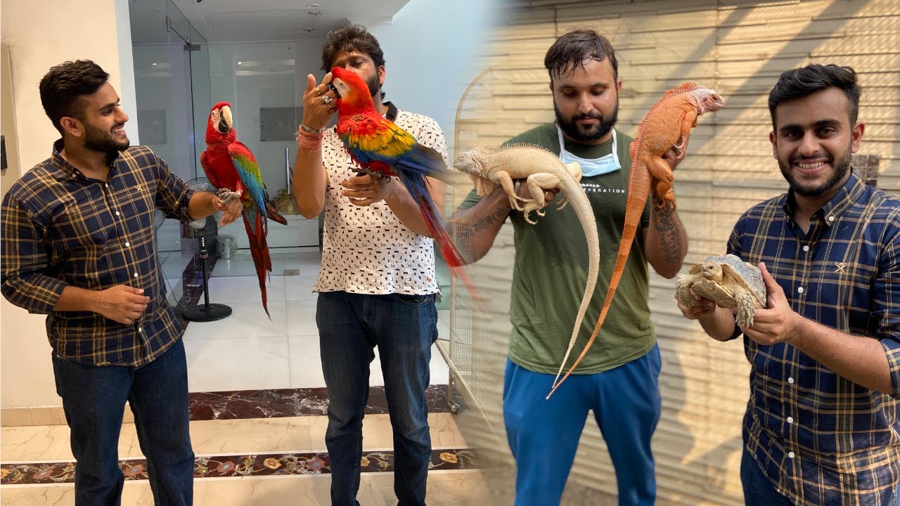 India’s Biggest Macaw & Largest Iguana 😱