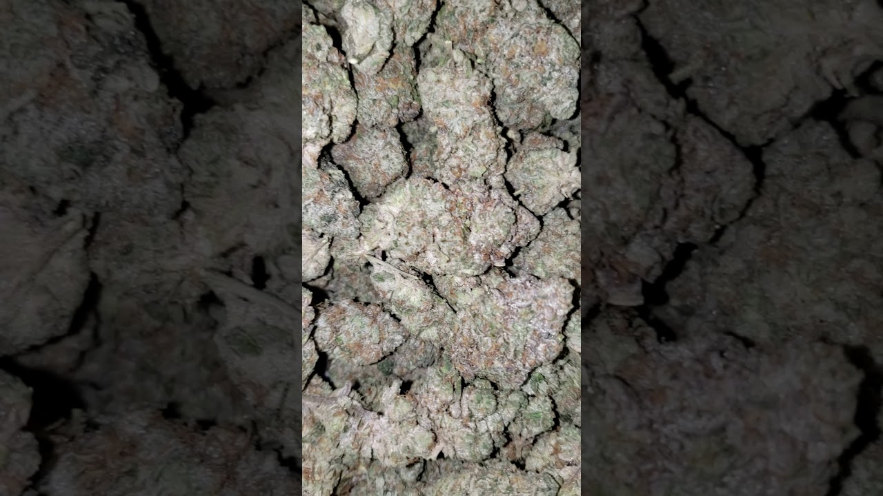 Wedding Cake (Triangle Kush X Animal Mints) bred by Seed Junky Genetics