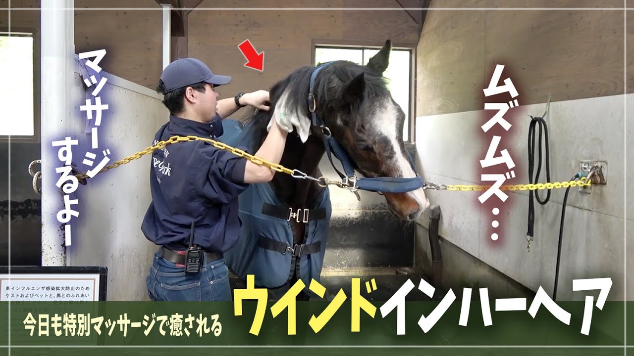 【ウインドインハーヘア】今日も「最高の癒し」を全力で堪能する、彼女の幸せな時間
