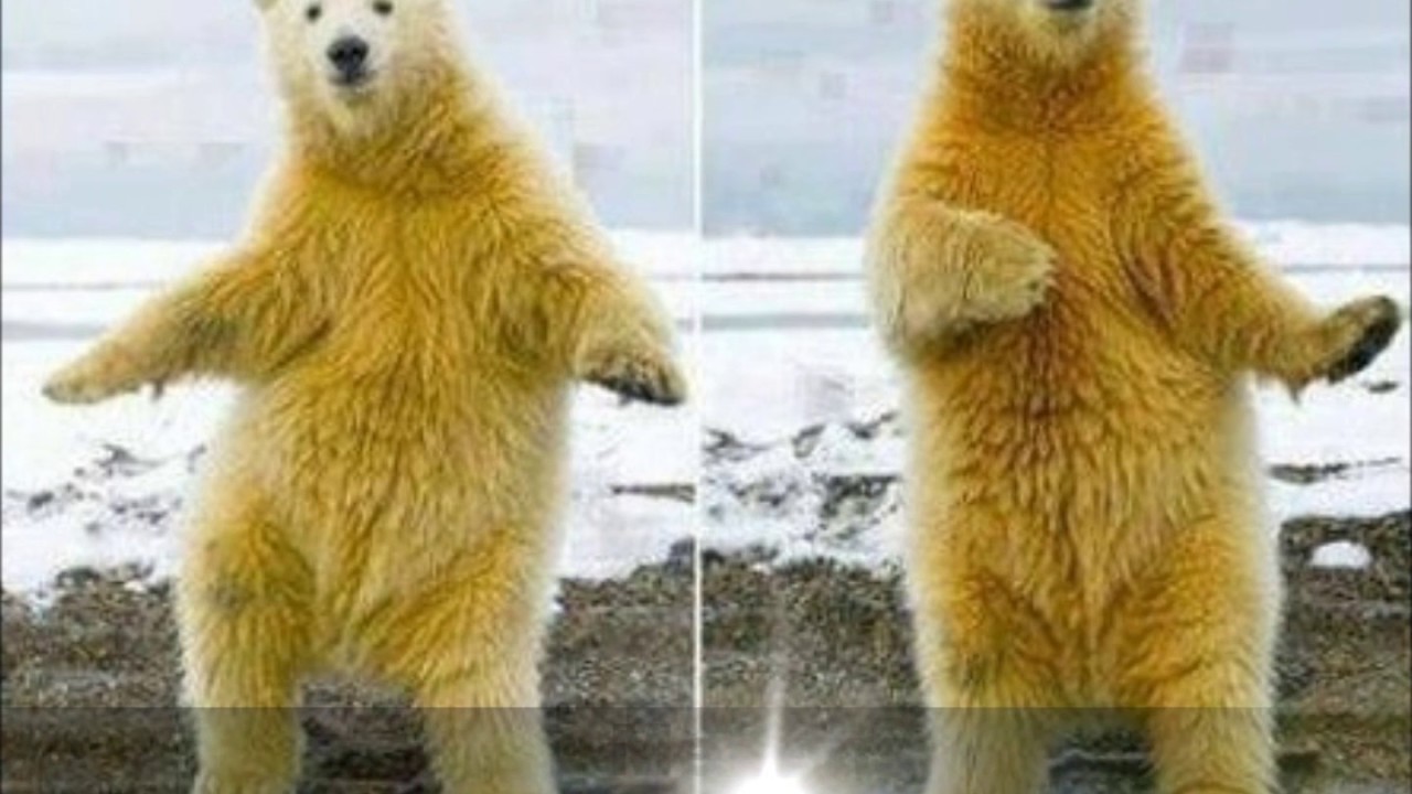 Altijd feest - Zijn en Hebben