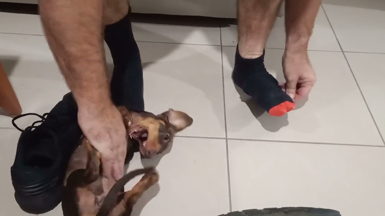 Daddy Shoes and a Miniature Dachshund Puppy