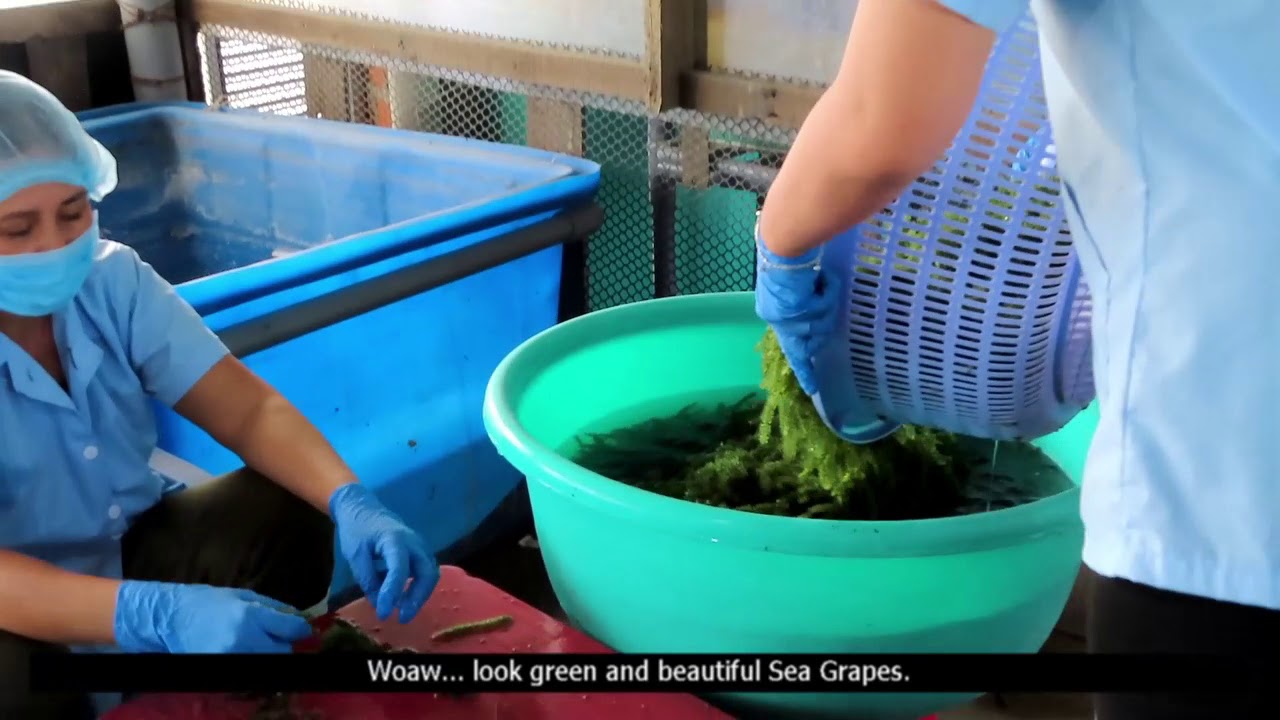 Vietnam Seagrapes Production Area English | ASMR Sea Grapes