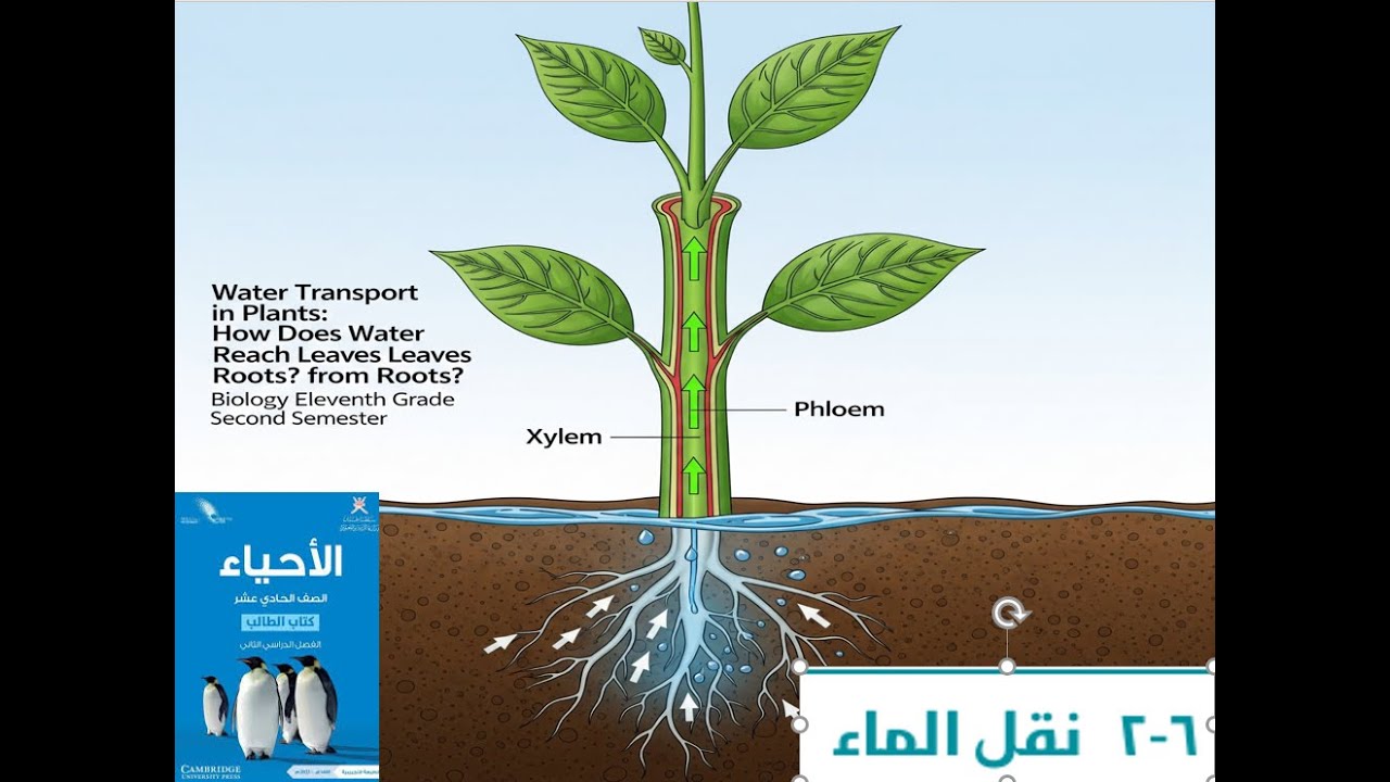 نقل الماء في النباتات: النقل في النباتات: من التربة إلى الغلاف الجوي - 5 مراحل أساسية!