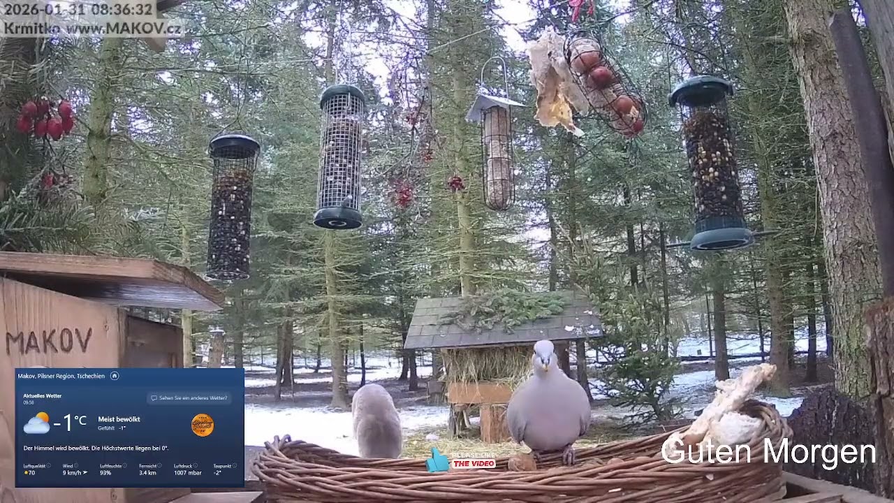 2026 01 31 Tierrettungsstation MAKOV,  Geschrei....😀Kranich, Storch, Reh, Muffi, Reiher und Otter😀😀