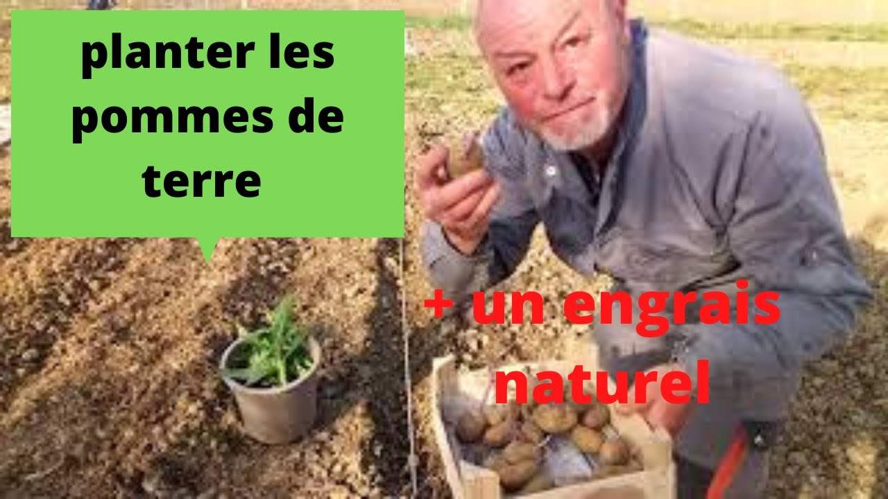 Comment planter vos pommes de terre avec de la potasse naturelle