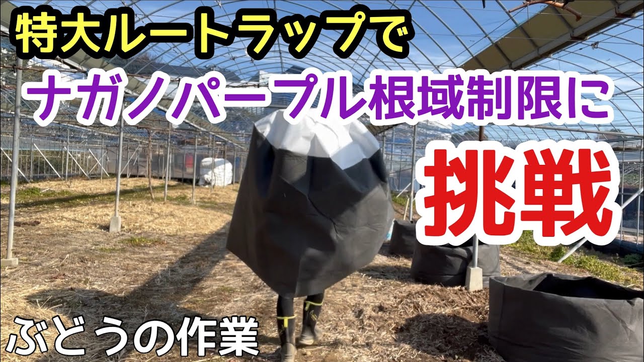 「ぶどうの作業」根域制限に挑戦！ナガノパープルを移植しました！