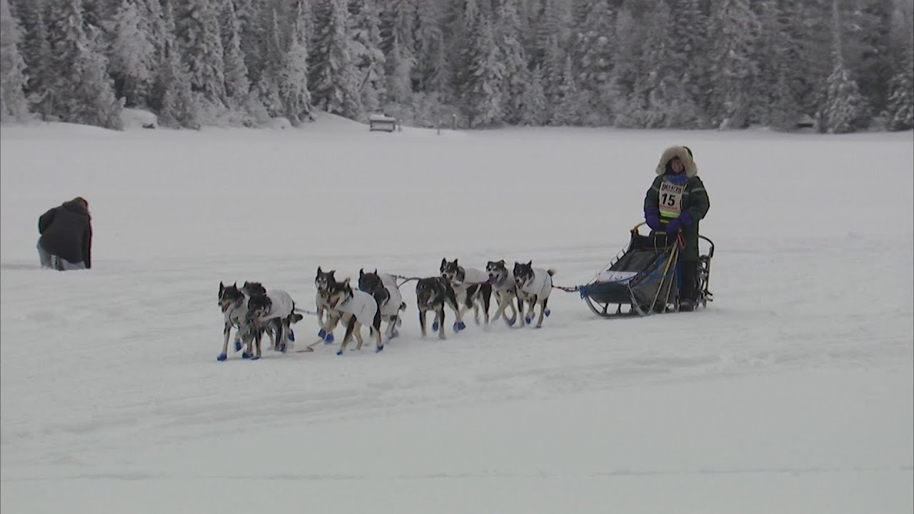 Beargrease broadcast day 2 | Qrill Pet Arctic World Series
