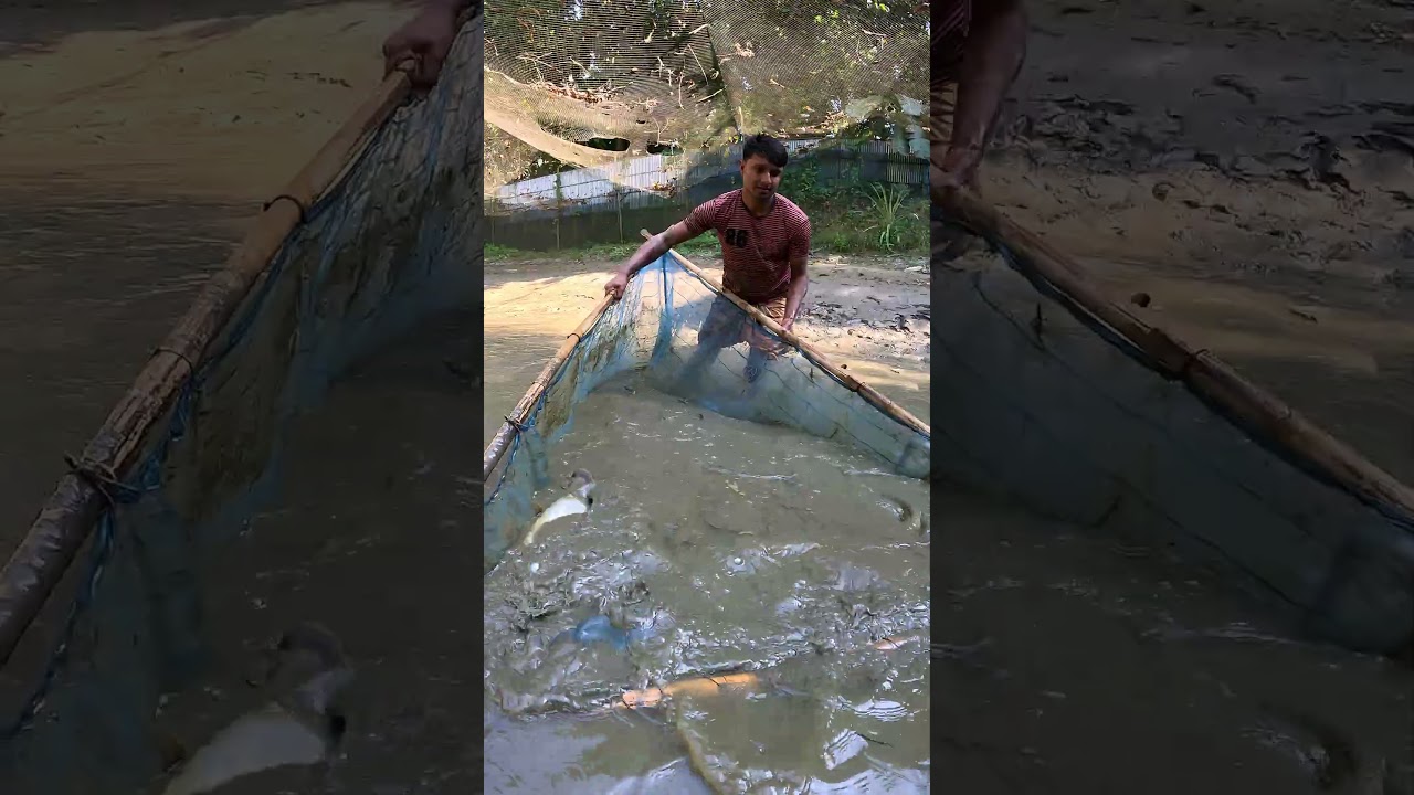 Incredible Traditional Net Fishing! Big Catch in Muddy Water 