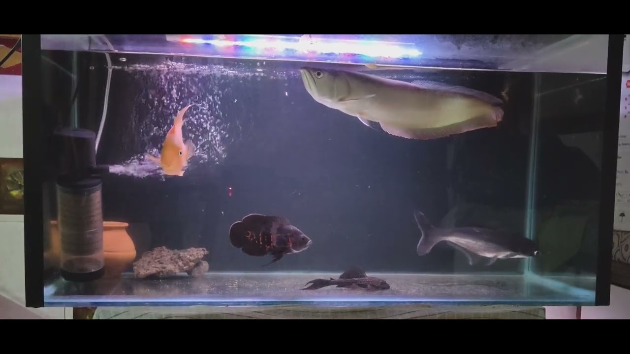 Grace with a hint of terror-The Silver Arowana knows how to own the spotlight!..
