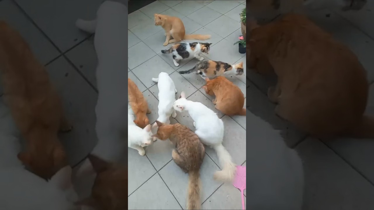 Time Machine Cats !!!! Longest Daily Cat's Story
