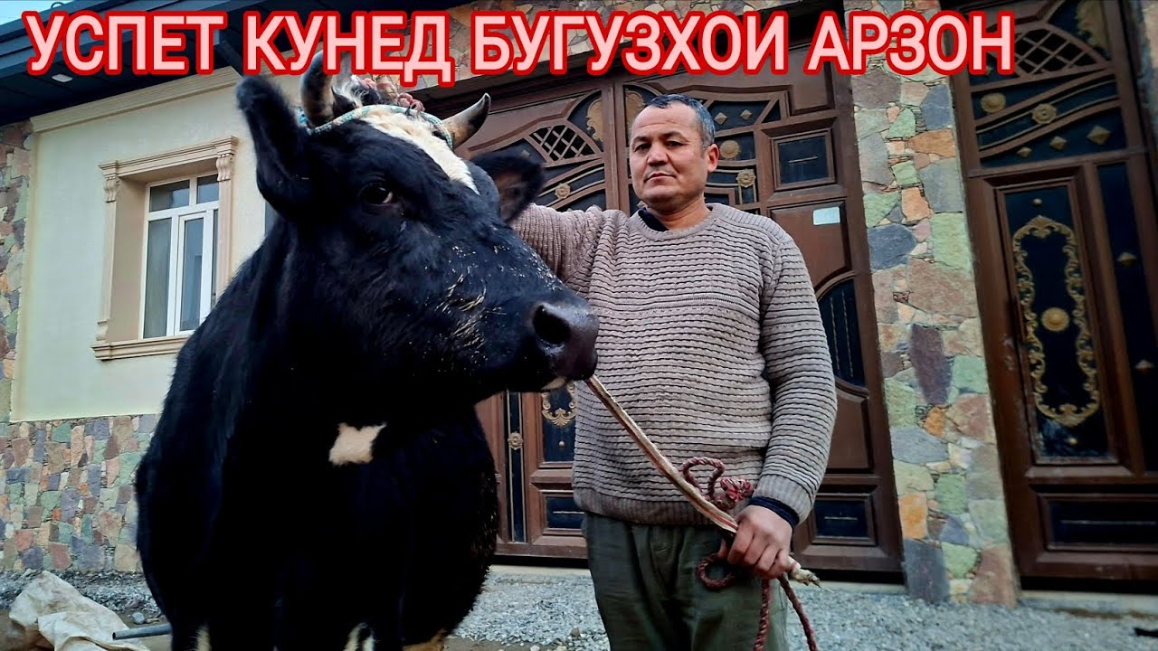 4 -САР БУГУЗХОИ ОРИГИНАЛ УСПЕТ КУНЕД 21.01.26 г