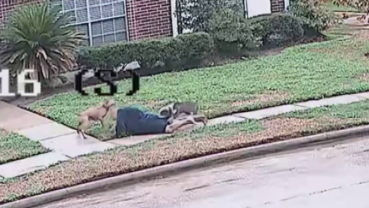 2 large pit bulls shot in Katy area after attacking 3 people, including HCSO deputy