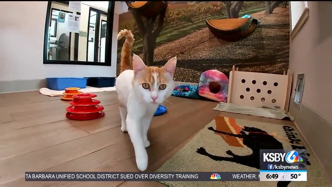 Pet Tales: Meet Siri