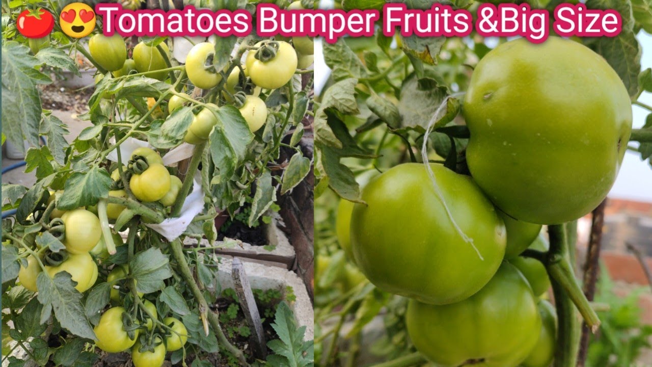 Tamatar Ke Ek Paude Se Teen Baar Heavy Fruiting kaise Len | How To Care Tomato Plant After Smog😷|
