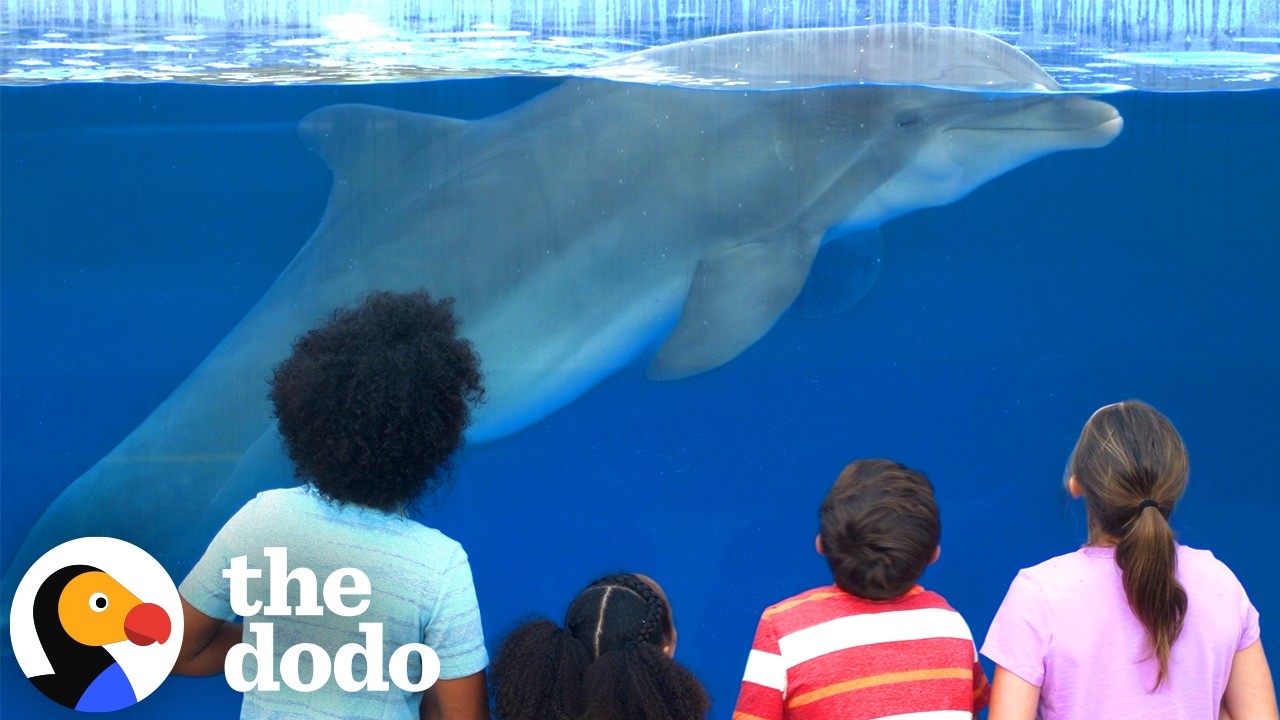 350 дельфинов направляются в прибрежные заповедники | The Dodo