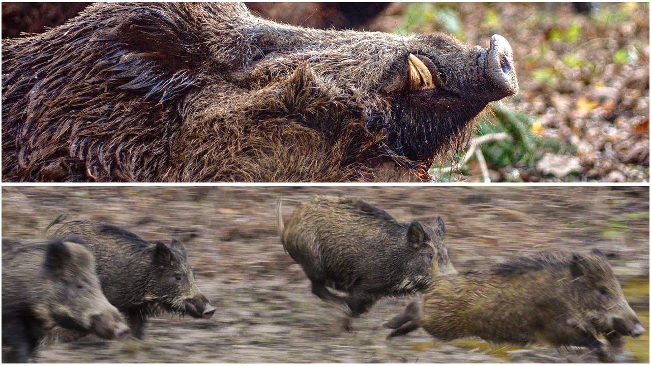 CARBON FEVER | best wild boar driven hunt | Dr&uuml;ckjagd