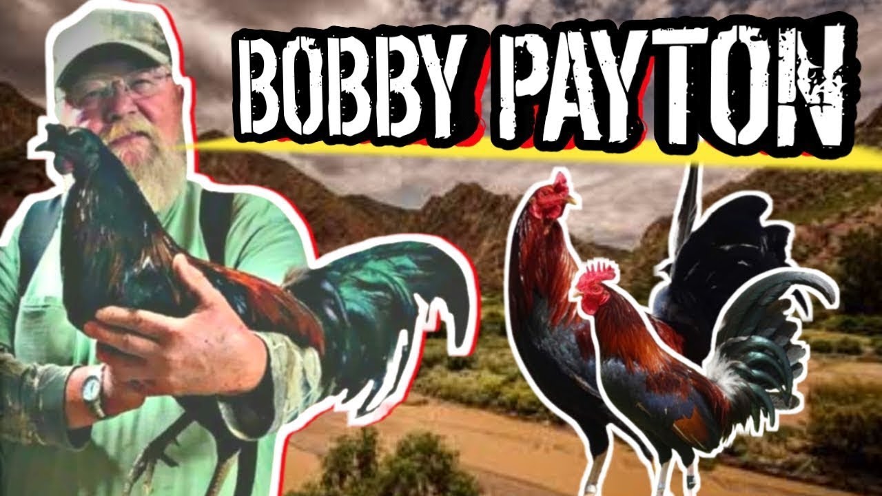 Bobby Payton Game Farm De Alabama 🇺🇸🇺🇸🐓🐓🔥🔥🔥