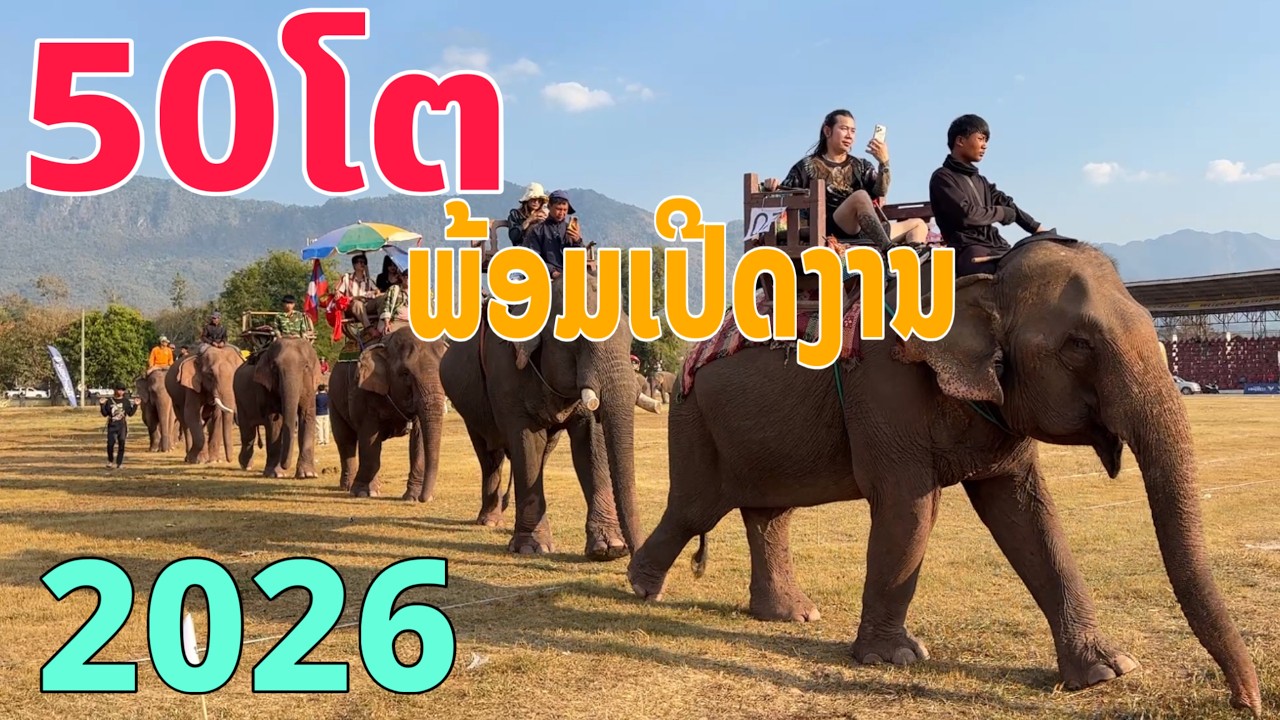 ຝຶກຊ້ອມຊ້າງ50ໂຕເພື່ອເປີດງານບຸນຊ້າງ2026/ฝึกช้าง50ตัวเพึ่อเปีดงานบุญช้าง2569/Train 50 elephants