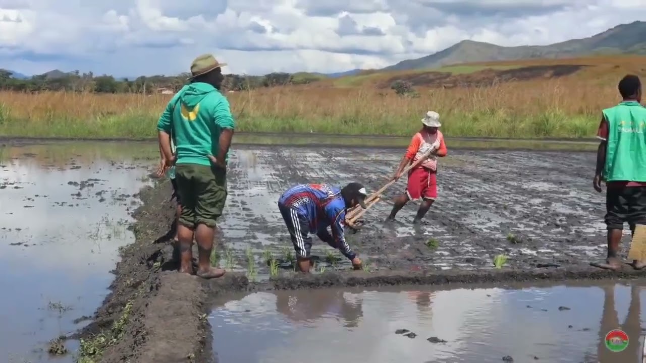 Unggai Bena District Rice Project
