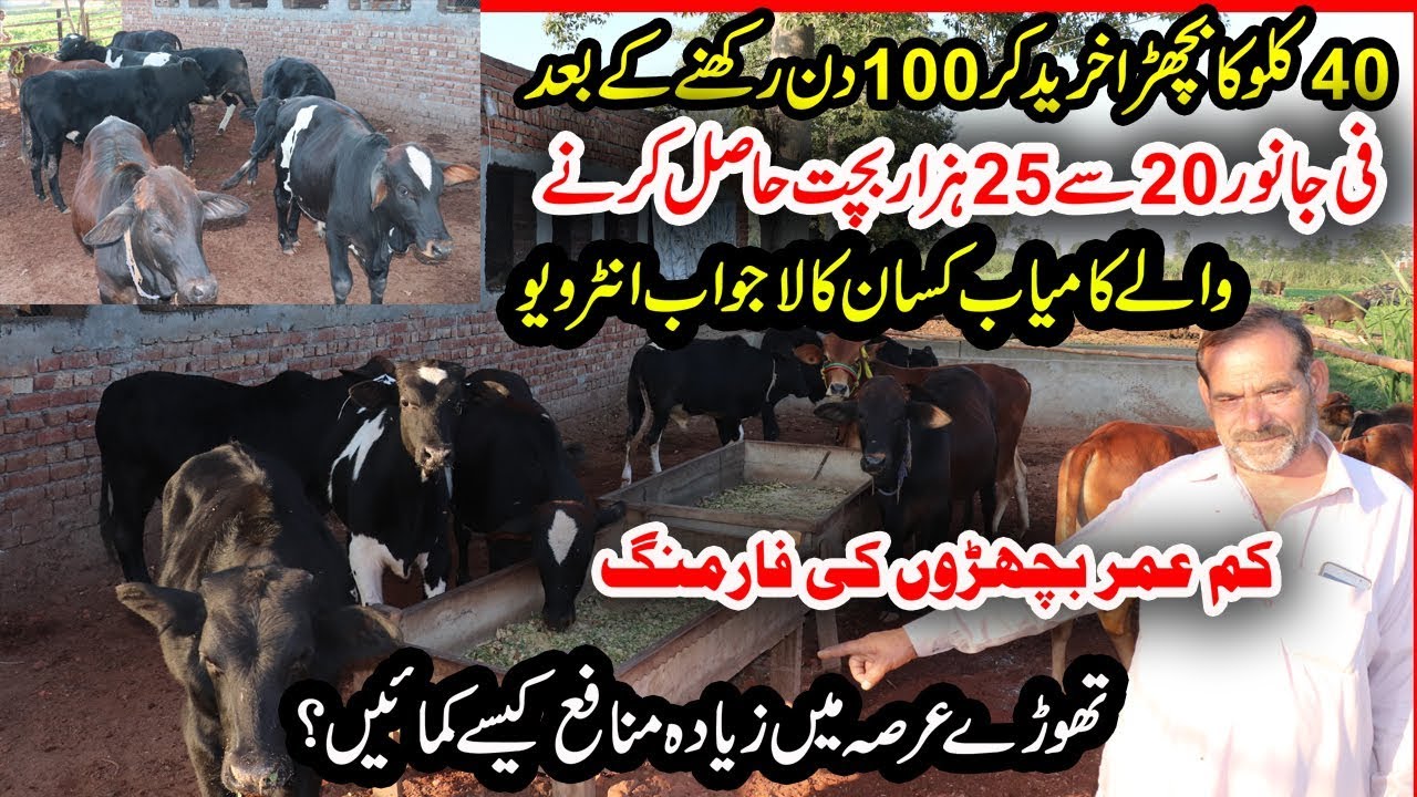 Low Weight Bachra Farming | Calf Farming in Punjab | Wacha Farming | Calf Fattening