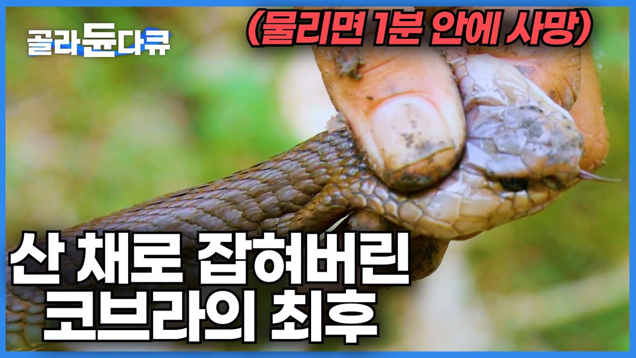 산 속 물 속 숨어있는 뱀 모조리 잡아 사냥하는 경력 10년차 인도네시아 뱀 사냥꾼｜맨손으로 덥석 잡은 맹독 가진 코브라의 최후ㅣ극한직업│#골라듄다큐