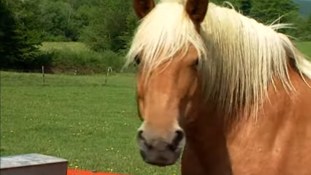 Les fermes d'autrefois - le cheval