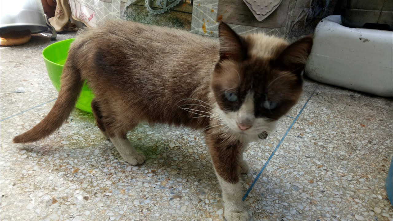 #قطيطة مسكينة #تالفة كنتمنى يتعرفو عليها ماليها🐱🐱🐱