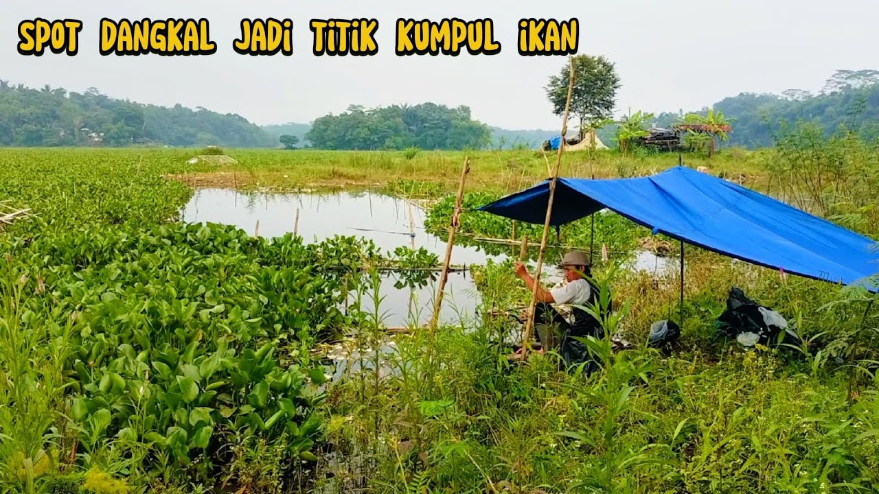 BIARPUN DANGKAL TAPI IKAN NGUMPUL DISINI PADA KELIHATAN LAGI | fishing & cooking