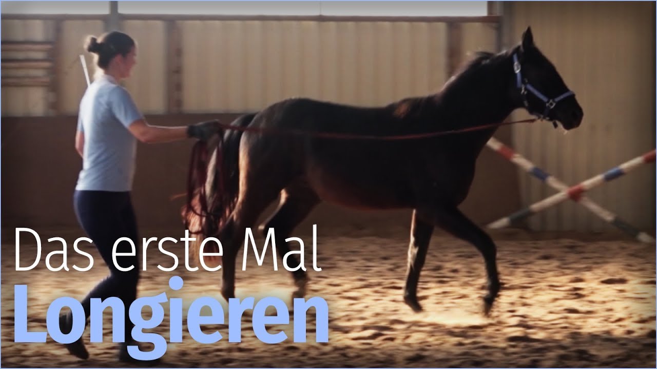 NICO lernt das LONGIEREN [Ausbildungstagebuch #4]