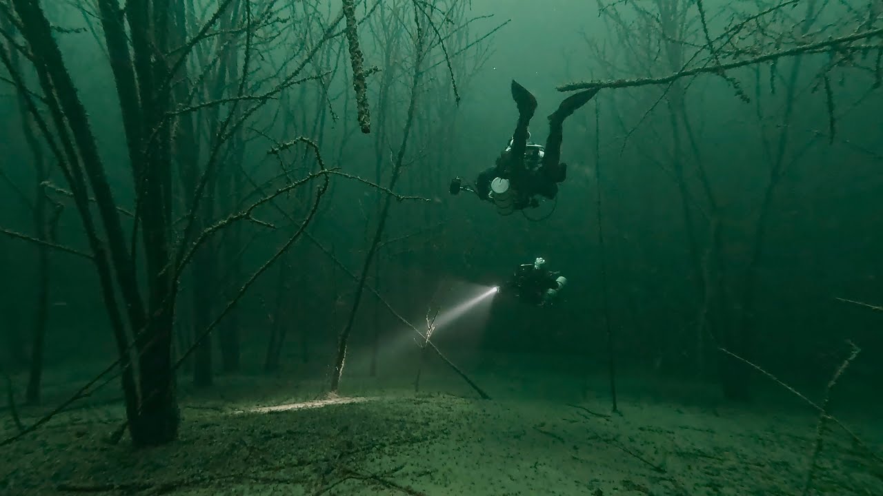 Tauchen im Unterwasserwald des Geiseltalsees