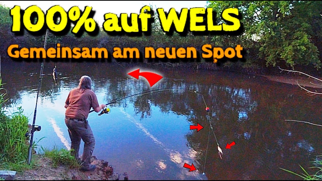 Welsangeln mit Köderfisch & Tauwurm | legal & einfach
