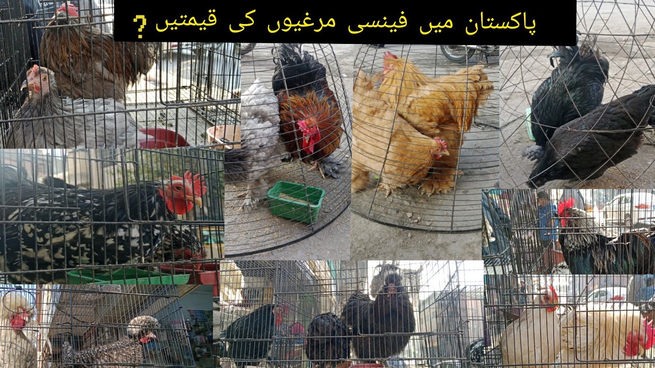 Fancy hens prices in Pakistan ? | college road Birds market Rawalpindi | top 6 fancy hens