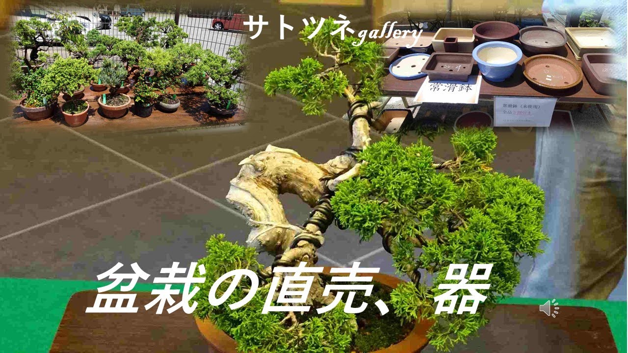 「大宮盆栽美術館」です。前回と異なる部分に絞りました。盆栽の直売、器の直売に絞りました。