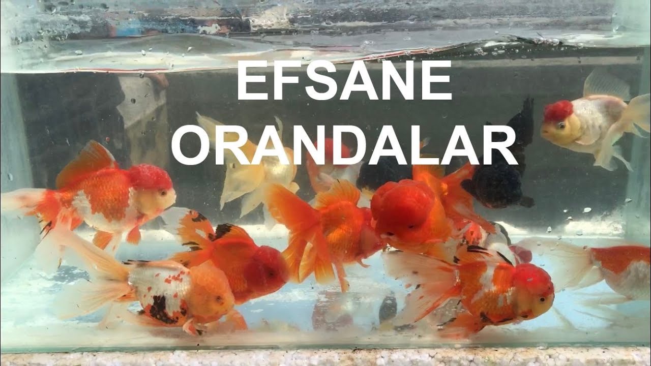 Oranda Üretim Çiftliği Efsane Orandalar