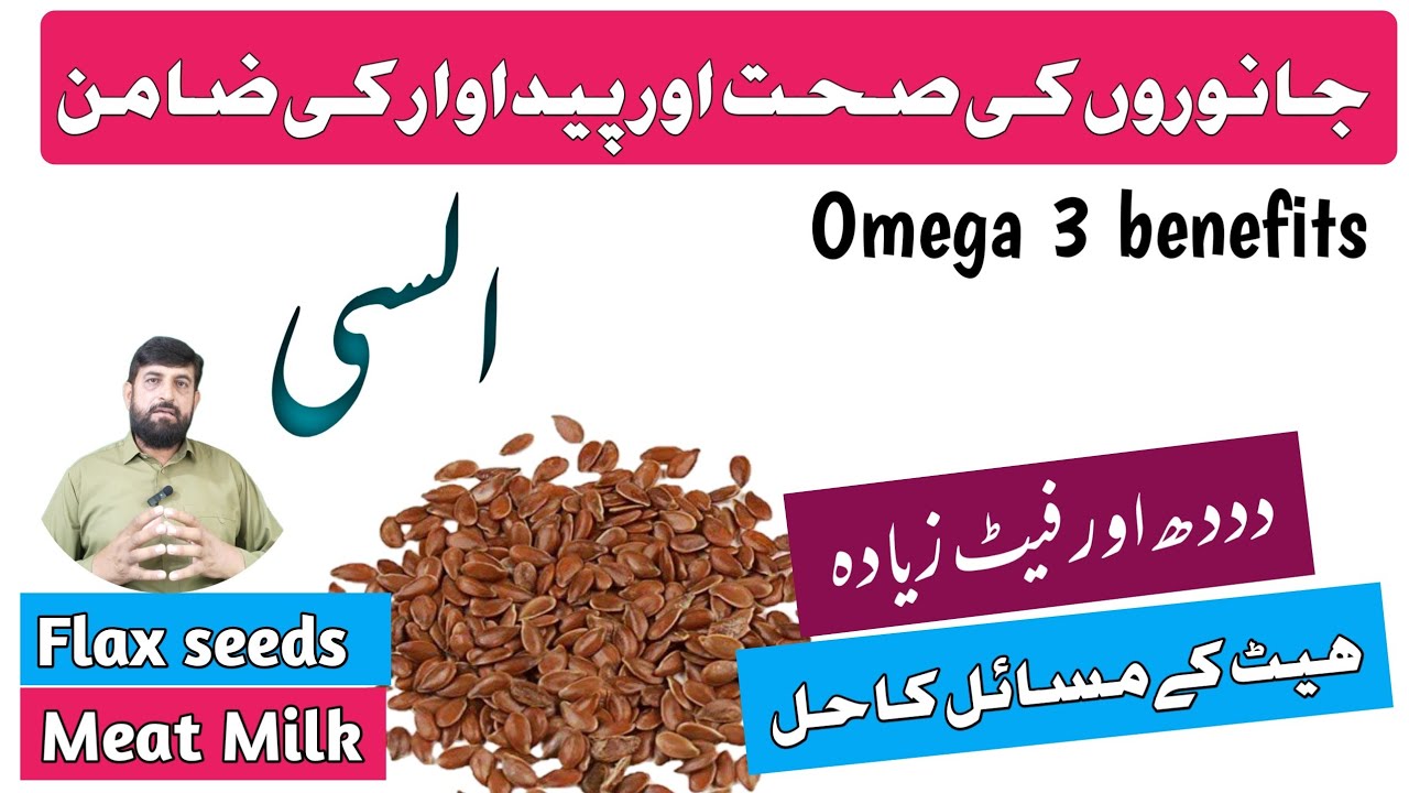 Alsi السی Se Gaye Bhains Mein Doodh  Aur Fat Barhanay Ka خاص نسخہ  | Alsi Ke Fayde