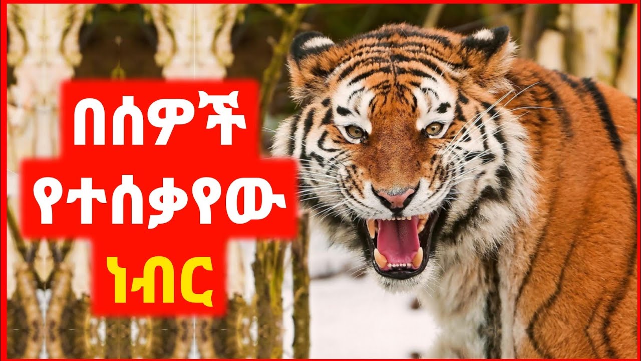 🔴 በሰዎች እየተሰቃየ ያደገው ነብር | film wedaj | mert film - ምርጥ ፊልም | sera film