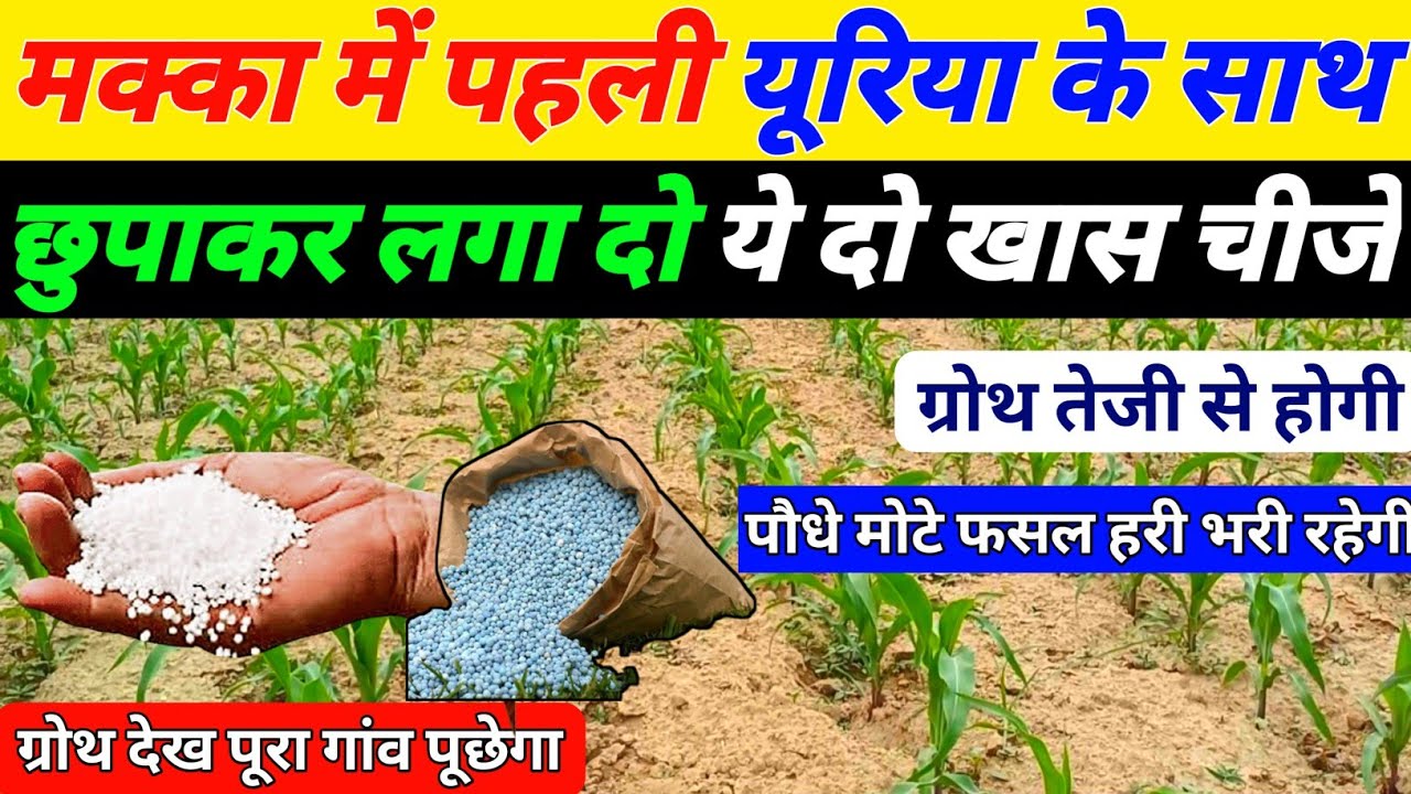 मक्का में पहला खाद कब व कोन सा डालें//मक्का की खेती//makka me pahla khad//makka ki paidavar
