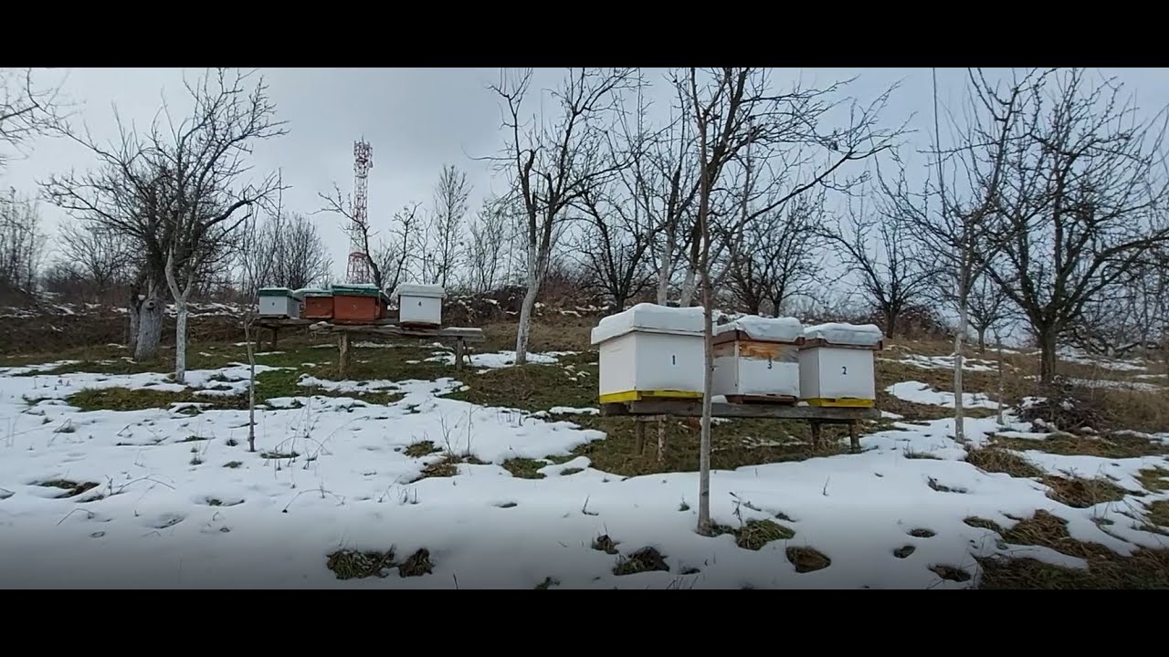 JANUAR 2021 na pčelinjaku i potrebni radovi/JANUARY 2021 at the apiary and necessary works