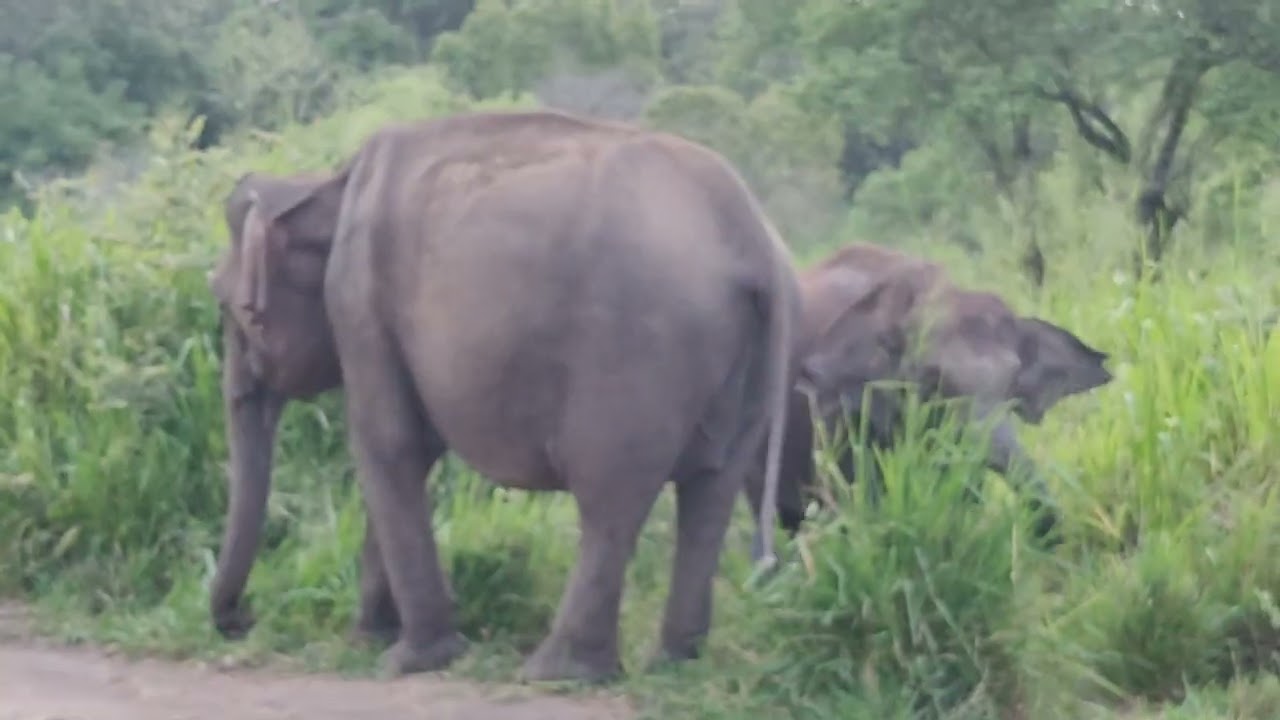 Elephant Safari