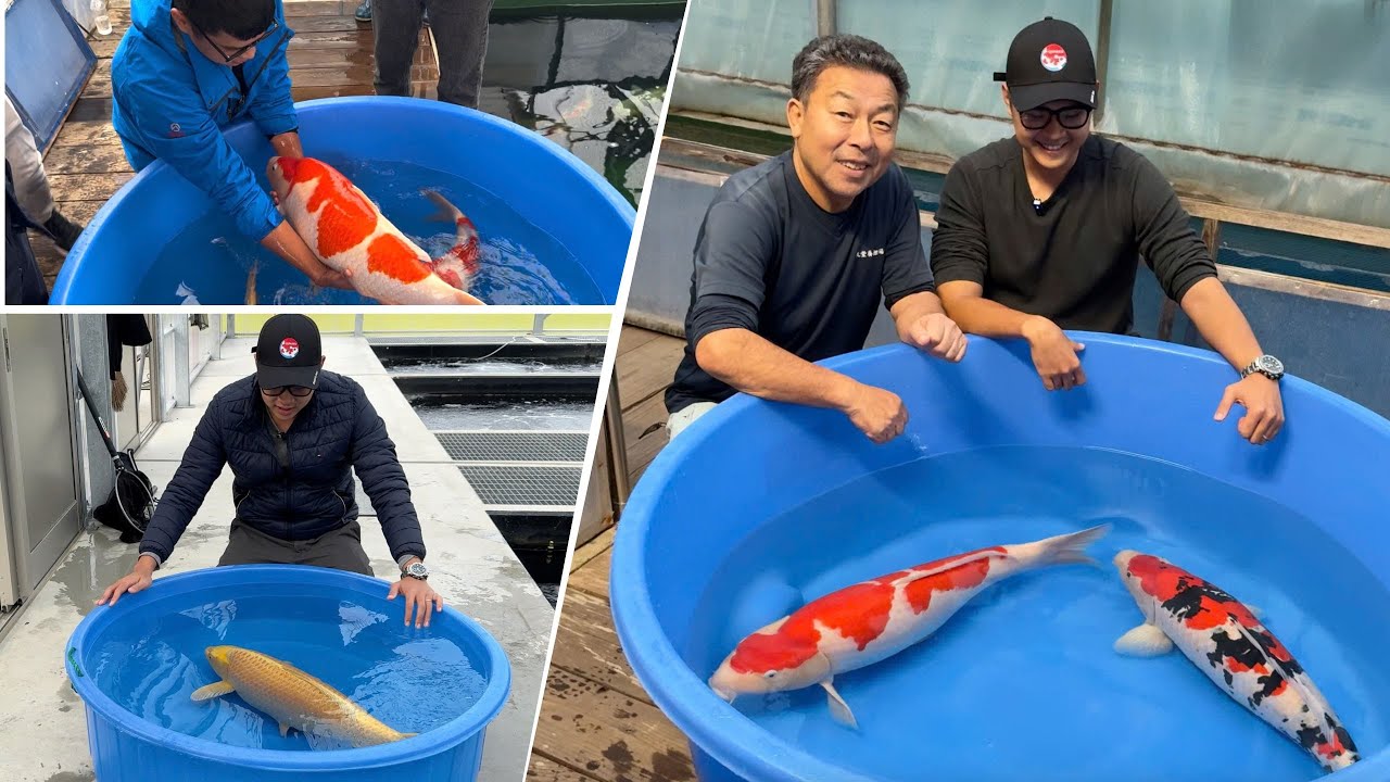 What It’s Like to Buy Koi Fish in Japan | Harvest Season Koi Trip