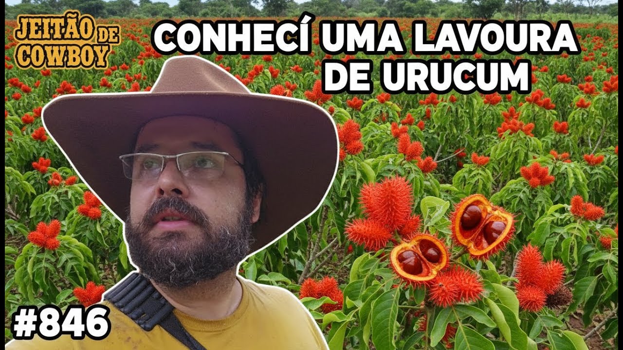 CONHECI UMA LAVOURA DE URUCUM! #846