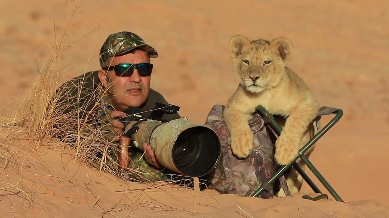 Djamel Hadj | Part of the Lion Pride | lion behavior | Extreme trekkers
