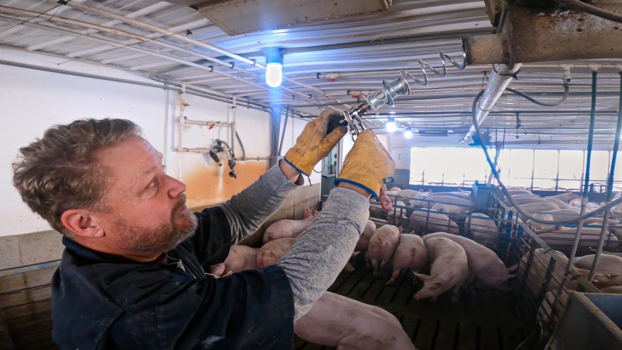 Pig Farm Repairs