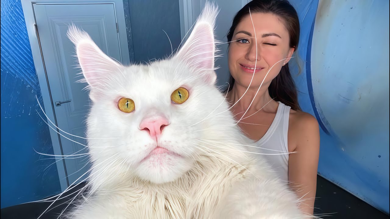 A girl bought a LITTLE kitten from a shelter, and it grew to the size of a WOLF!