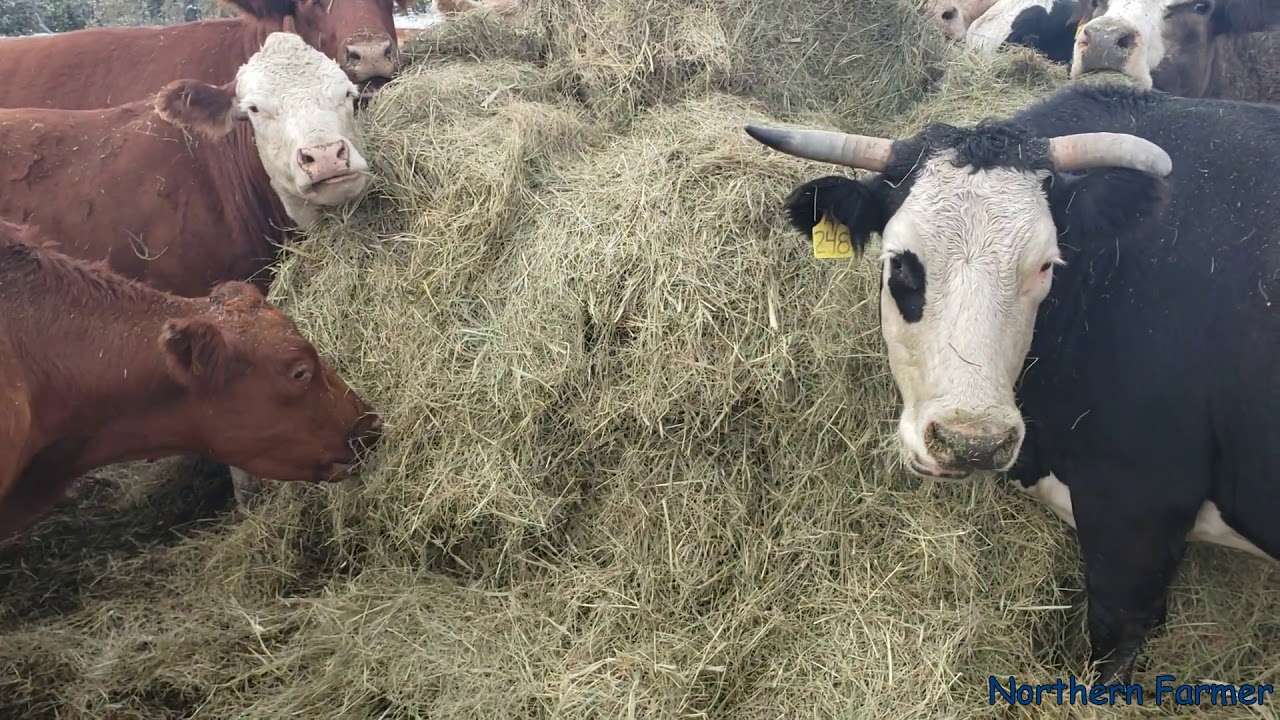 Feeding cows after the Snow storm!!