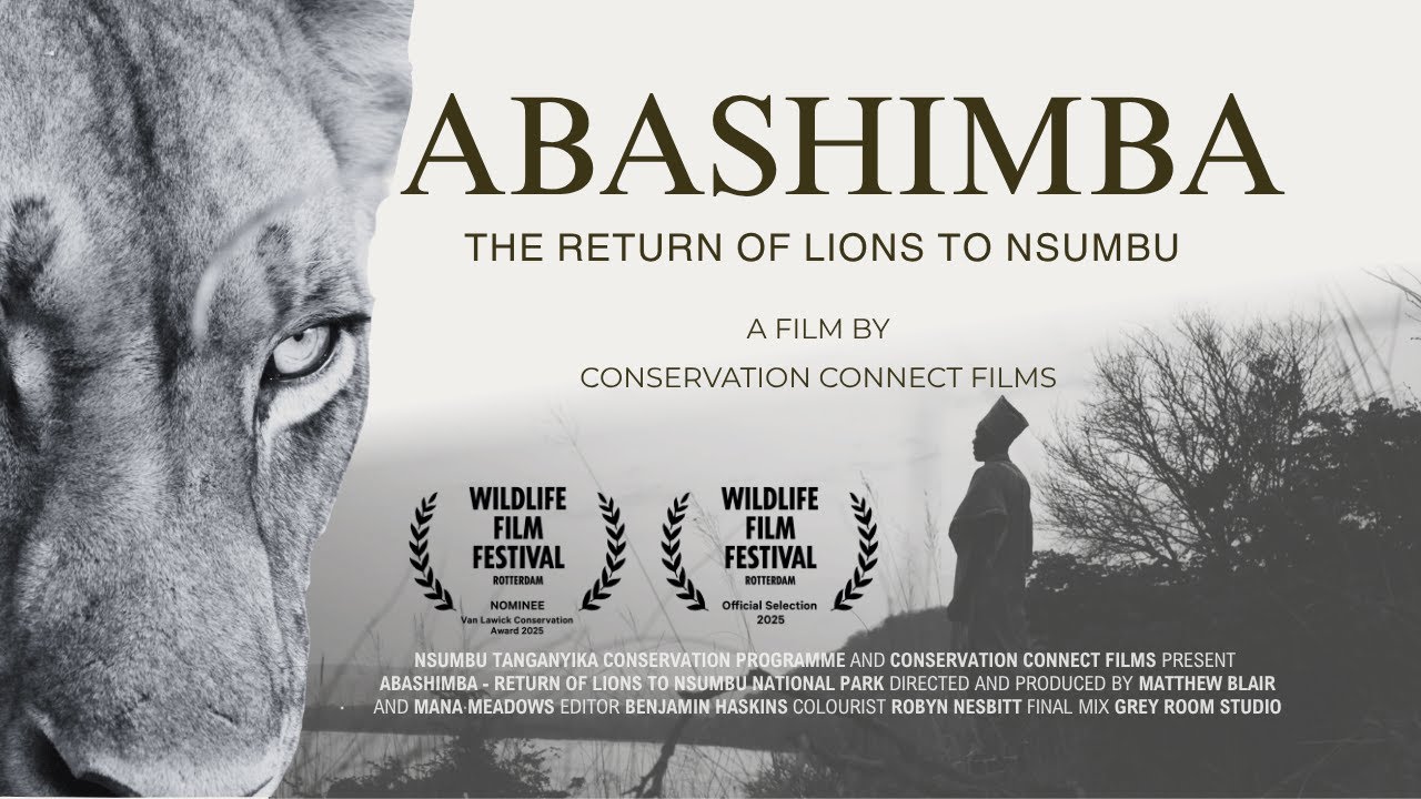 Abashimba - The Return of Lions to Nsumbu | Conservation Documentary (2025)