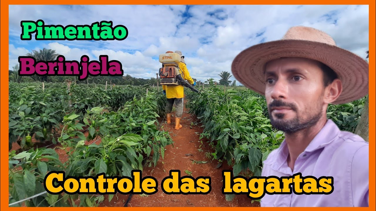 🫑🍆Controle das lagartas🐛 no pimentão e berinjela.