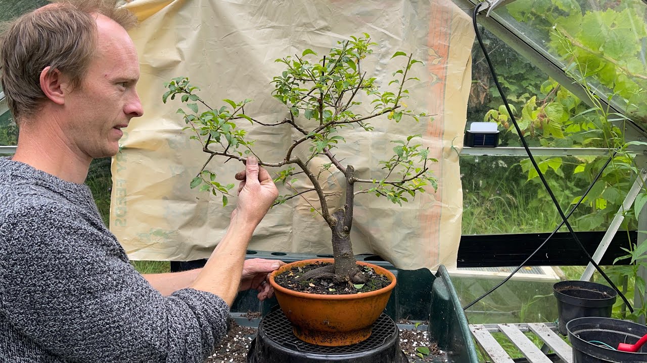 Pruning my Blackthorn Bonsai | Salvaged Blackthorn Stump