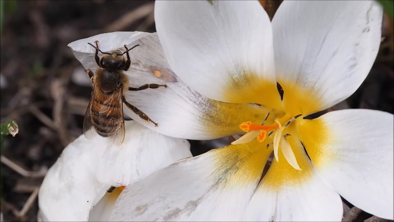 Young bee explores crocus - Jungbiene erkundet Krokus