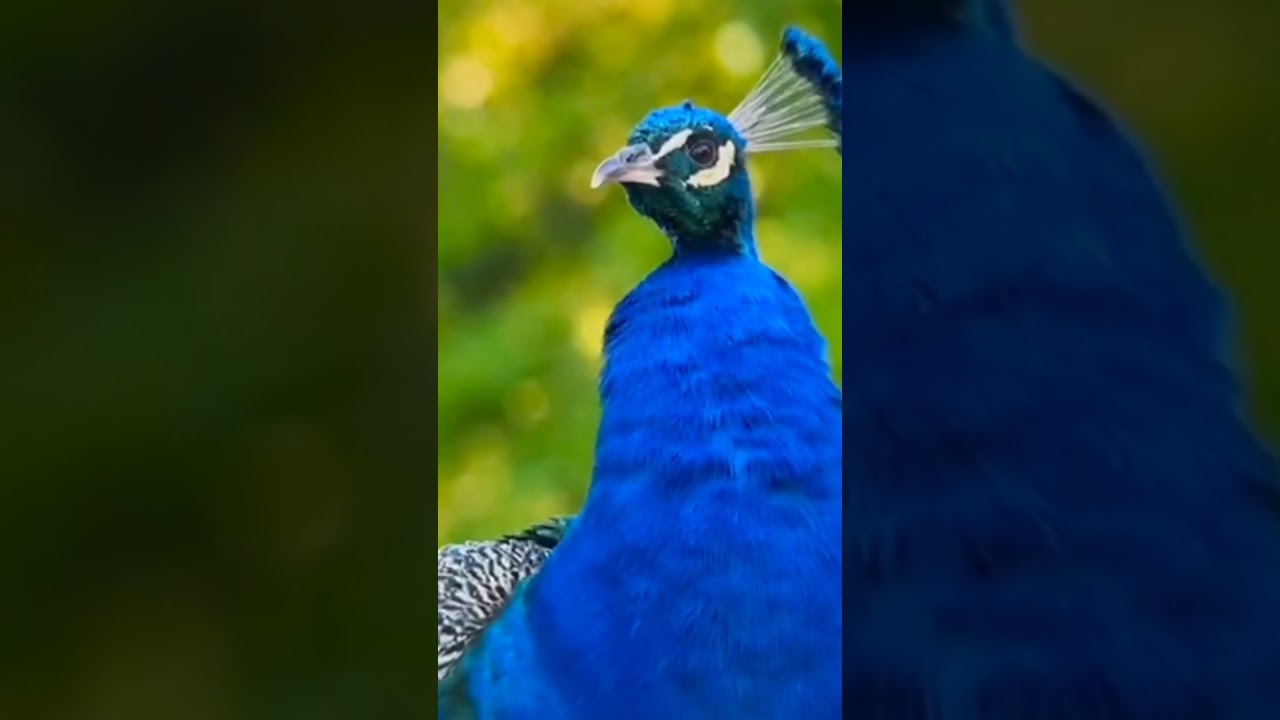 Peacock Dance of Vrindavan Dham# Vrindavan #
